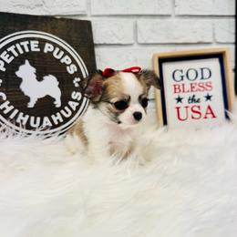Violet - Sable spotted white female Chihuahua puppy in Dayton, Ohio from Petite Pups Chihuahuas