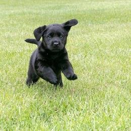 Labrador Retriever Puppies from Puddle Jumper Labs