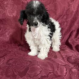 Ace - Parti male Poodle puppy in Pounding  Mill, Virginia from Rosa's Chihuahuas