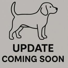 Bay - Black tan and white female Beagle puppy in Rose Bud, Arkansas from Rajun Cajun Kennels