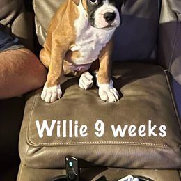 Boxer Puppies from Starlight Boxer Corner