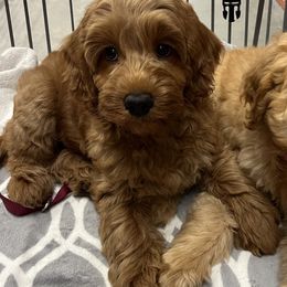 AJ - Australian Cobberdog puppy from Labe's Australian Cobberdogs