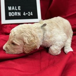 Labradoodle Puppies from Decatur Doodles