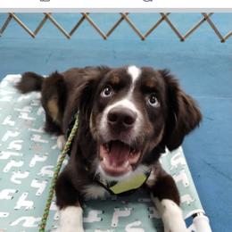 Aussiedoodle, Miniature Australian Shepherd, and Poodle All Grown Up from Cape Cod Poodles And Doodles