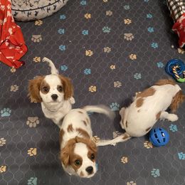 Cavalier King Charles Spaniel Puppies from Christina’s Cavaliers