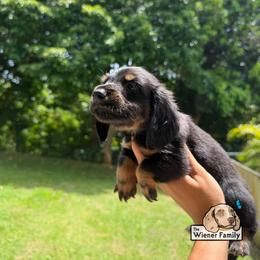 Valentino (CKC) - Black and tan male Dachshund puppy in Ocala, Florida from The Wiener Family