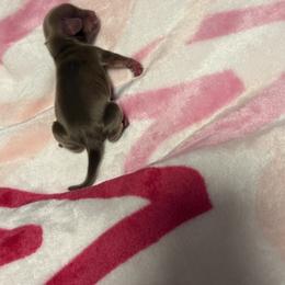 Winter - Chocolate and cream male Dachshund puppy in Denison, Texas from Digging Dachshunds