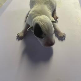 Albert - Blue speckled male Australian Cattle Dog puppy in Chiefland, Florida from Turquoise Ranch
