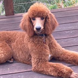 Poodles from Marquis Diamond Standard Poodles