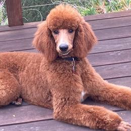 Poodles from Marquis Diamond Standard Poodles