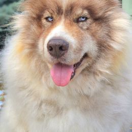 Nishkin - Native American Indian Dog