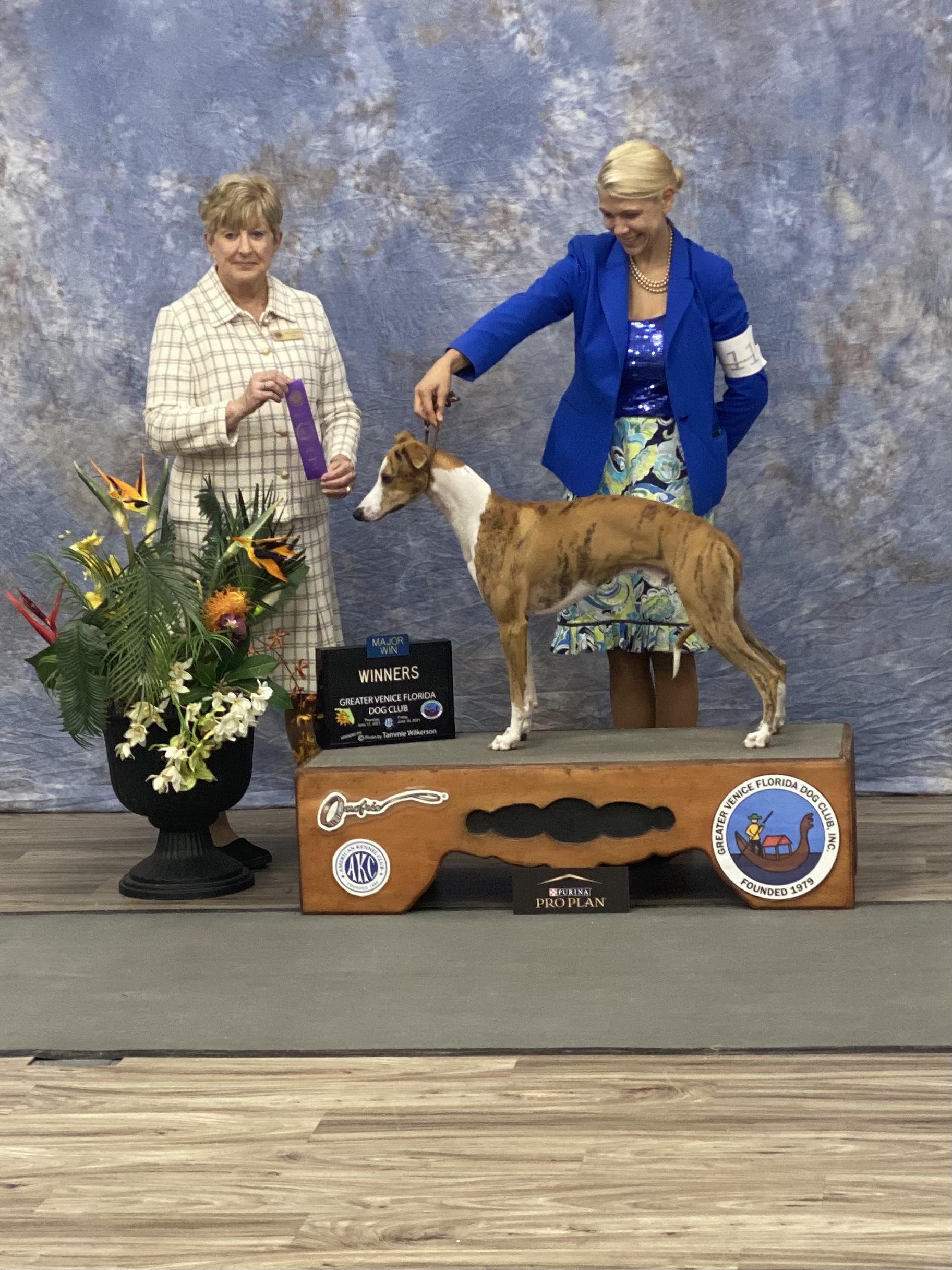 Infinity Whippets in Florida Whippet puppies Good Dog