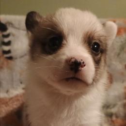 Boy 1 - Red and white male American Corgi puppy in Pioneer, Michigan from Country Corners Corgis