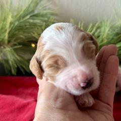 Snickers (Red) - male Golden Mountain Doodle puppy in Twin Falls, Idaho from Magic Valley Family Doodles