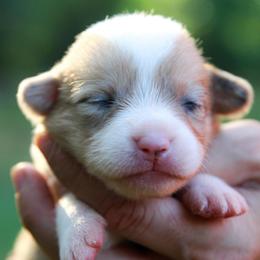 Eggo - Sable male Pembroke Welsh Corgi puppy in Star City, Arkansas from Say When Corgi Co.