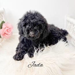 Jada - Black female Poodle puppy in from Pink Poodles and Doodles