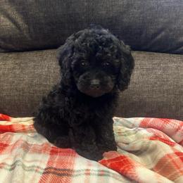 Saint - Black male Poodle puppy in Warren, Michigan from Annette Patterson