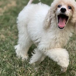 Poodle Puppies from Honeycutt Akc Standard Poodles