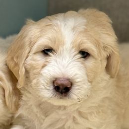 Boy 1 - male Barbado da Terceira puppy in Frederick, Maryland from New World Barbado da Terceira