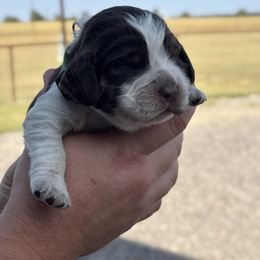 Dark Green - Tri-Roan male English Springer Spaniel puppy in Lincoln, Texas from Lee Co. Springers