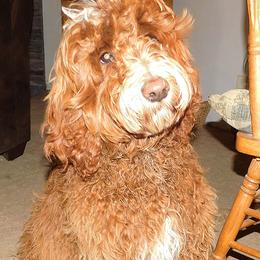 Penelope - Labradoodle