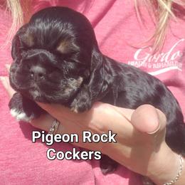 Pigeon Rock Cocker's Pink Collar - Black and tan female Cocker Spaniel puppy in Calhoun, Georgia from Pigeon Rock Cockers