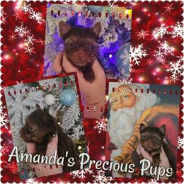 Chocolate Male - Chocolate and tan male Yorkshire Terrier puppy in Wartburg, Tennessee from Amanda's Precious Pups