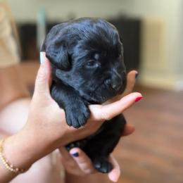 Yellow Collar - Black male Labrador Retriever puppy in Archer Lodge, North Carolina from Archer Lodge Labradors