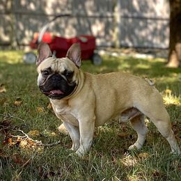 New Guy - French Bulldog