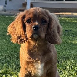 Rowan - Cavalier King Charles Spaniel