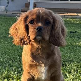 Rowan - Cavalier King Charles Spaniel