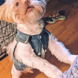 Shih Tzu Puppies from Prescious Shih Tzu’s