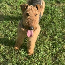 TAZ - Airedale Terrier