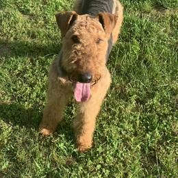 TAZ - Airedale Terrier