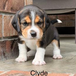 Clyde - Black tan and white male Beagle puppy in Mansfield, Missouri from Rippee Creek Kennel