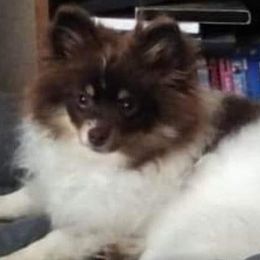 Laya - Pomeranian