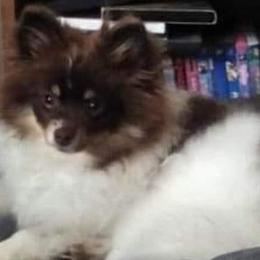 Laya - Pomeranian