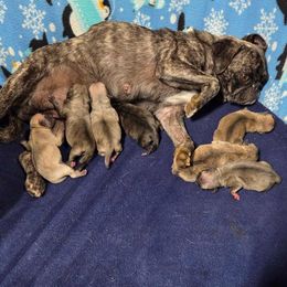 Dark Brindle Girl - Brindle female Pug puppy in Tulsa, Oklahoma from Locust Creek Pugs