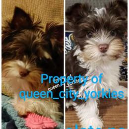 Rusty - Yorkshire Terrier