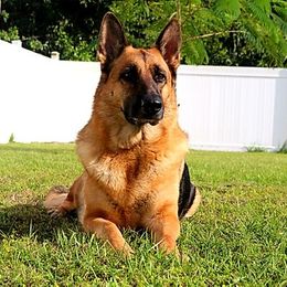 German Shepherds from Sanctus German Shepherds