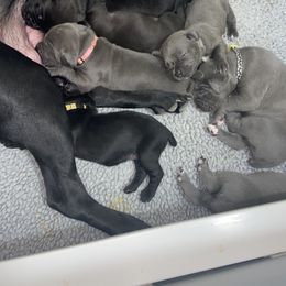 Cane Corso Puppies from Ruby Mountain Royalty