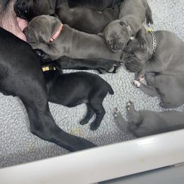 Cane Corso Puppies from Ruby Mountain Royalty