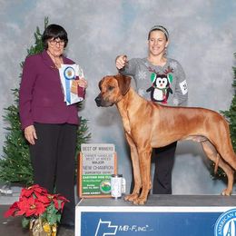 Rhodesian Ridgeback Puppies from Supernova Ridgebacks