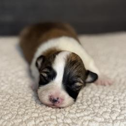Boy 1 - White and red male Pembroke Welsh Corgi puppy in Derby, Iowa from Newton Hay & Cattle