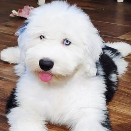 Old English Sheepdog Puppies from Wild-n-Woolly Old English Sheepdogs