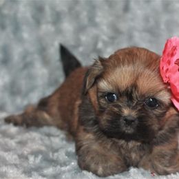 Shih Tzu Puppies from Gypsy Breeze Kennels