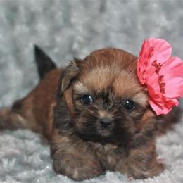 Shih Tzu Puppies from Gypsy Breeze Kennels