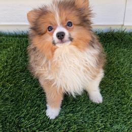 Bear - Orange sable male Pomeranian puppy in San Diego, California from SD Bullies