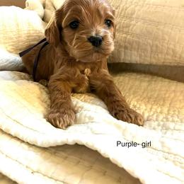 Nashville - Buff and white female Cockapoo puppy in Spring Valley, Wisconsin from Filipiak Breeders