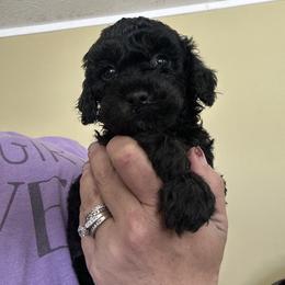 Pepper - Black male Goldendoodle puppy in Waynesboro, Virginia from Forest Creek Kennel